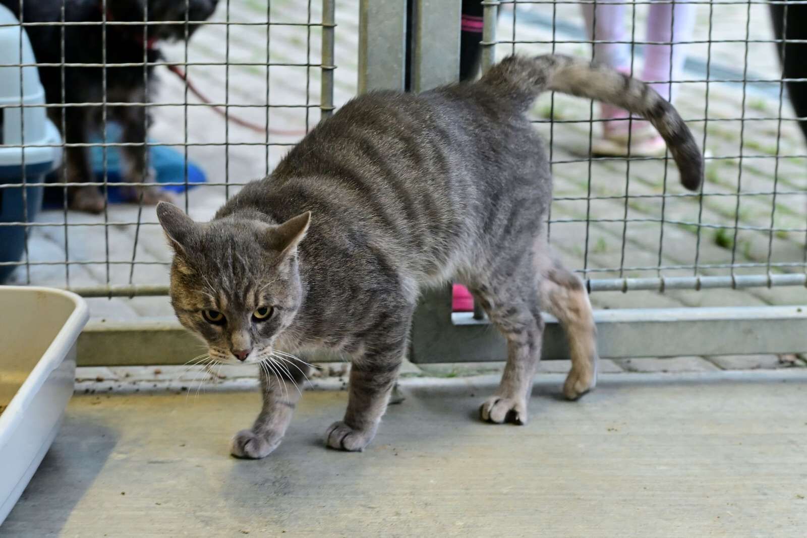 utulek 11 2025male--232